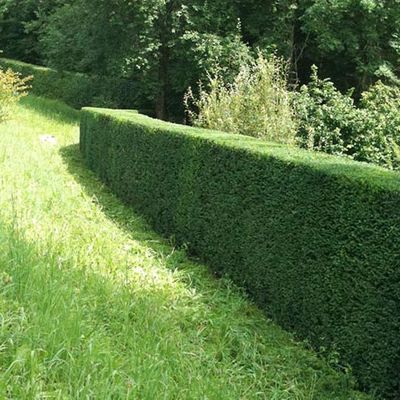 Gartenunterhalt Hecke schneiden - Riquelme Gartenbau - Meilen ZH